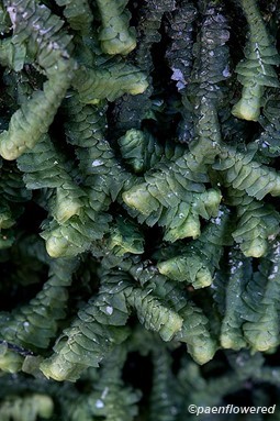 Plant form with dry leaves